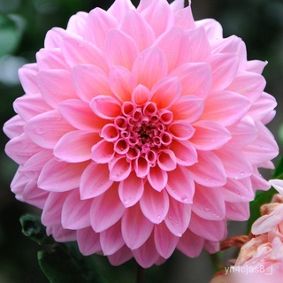 （อัตราการปลูกสูง）Dahlia Flower Mix Seed บรรจุ 200 เมล็ด คุณภาพดี ราคาถูก ของแท้ 100% ต้นรักเร่  ไม้ประดับ เมล็ดพันดอกไม้