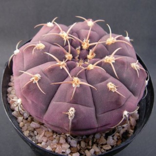 💜💛Gymnocalycium bayrianum💛💜(ยิมโนม่วง)10เมล็ด49บาท!💛💜