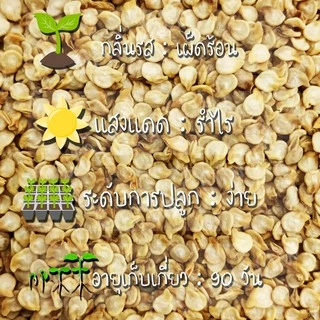 เมล็ดพันธุ์ พริก ฮาบาเนโร่ สีแดง 30 เมล็ด Red Habanero Pepper seed เมล็ดพันธุ์แท้ นำเข้าจากต่างประเทศ ปลูกผัก สวนครัว