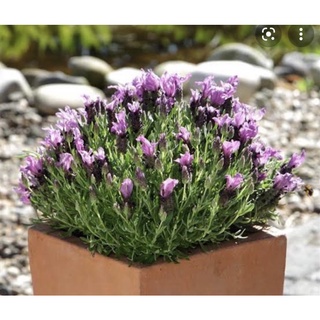 เมล็ด (seed) ลาแวนดูลา แบนเดอร่า เพอเพิล50 เมล็ดlavendula bandera purple