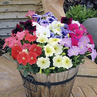 1,000 เมล็ด พิทูเนียคละสี - Mixed Petunia