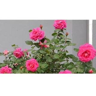 30 เมล็ด ดอกกุหลาบ สีบานเย็น พันธุ์แคระ กุหลาบจิ๋ว Rose Seeds