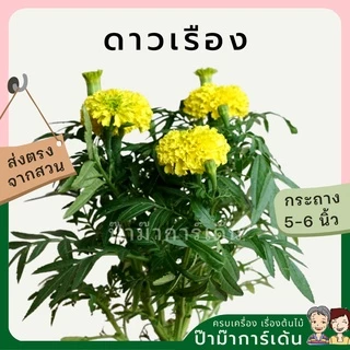 ต้นดาวเรือง พร้อมกระถาง 5-6 นิ้ว ไม้แดด