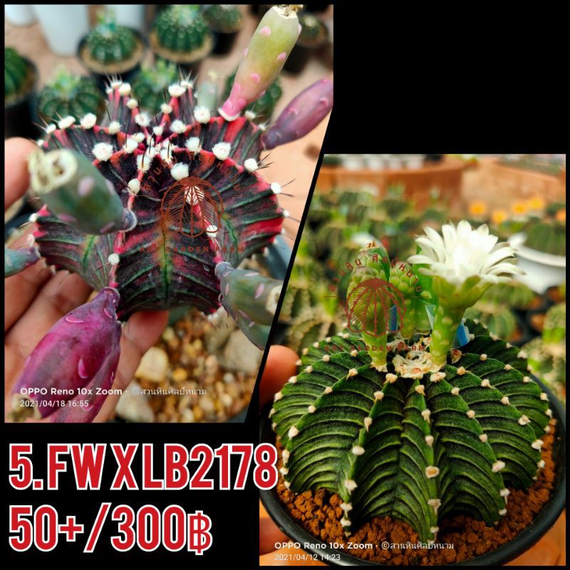 เมล็ดLB-Hybrid F1 (5.FW x LB2178)