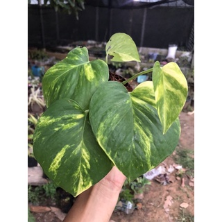 พลูด่าง epipremnum aureum ส่งทั้งกระถาง