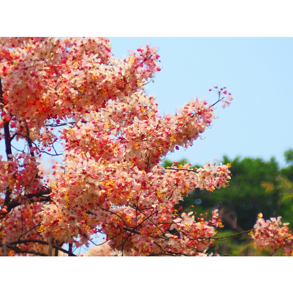 ต้นพันธุ์กัลปพฤกษ์ (Wishing Tree) ออกดอกสวยเหมือนซากุระ  ถุงดำ 59 บาท