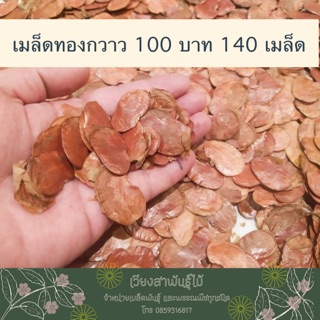 เมล็ดพันธุ์ทองกวาว ดอกสีแสด เมล็ดใหม่ เพาะง่ายมาก โตเร็ว ทนแล้ง 99 บาท 100 เมล็ด