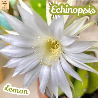 [อิชินอปเลม่อน] Echinopsis Lemon ส่งพร้อมกระถาง แคคตัส Cactus Succulent Haworthia Euphorbia ไม้หายาก พืชอวบน้ำ ไม้หนาม