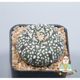 Astrophytum V type  SP.217