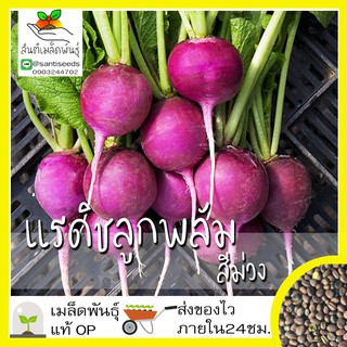 เมล็ดพันธุ์ แรดิชลูกพลัมสีม่วง 150เมล็ด Purple Plum Radish Seed เมล็ดพันธุ์แท้100%นำเข้าจากต่างประเทศ ปลูกผัก สวนครัว ดี