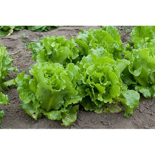 200+ เมล็ด ผักสลัดซิมสัน - Black Seeded Simpson Lettuce