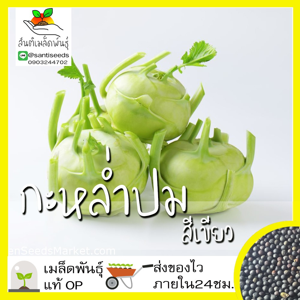 เมล็ดพันธุ์ กะหล่ำปมสีเขียว 500เมล็ด Green Vienna Kohlrabi Seed เมล็ดพันธุ์แท้100% นำเข้าจากต่างประเทศ ปลูกผัก สวนครัว