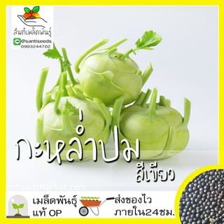 เมล็ดพันธุ์ กะหล่ำปมสีเขียว 500เมล็ด Green Vienna Kohlrabi Seed เมล็ดพันธุ์แท้100% นำเข้าจากต่างประเทศ ปลูกผัก สวนครัว