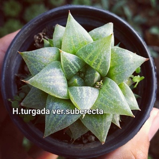 H.turgida var. suberecta A045