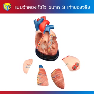 แบบจำลองหัวใจ ขนาด 3 เท่าของจริง (5ชิ้นส่วน)