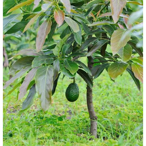 ต้นอะโวคาโด พันธุ์แฮส Avocado Hass พันธุ์ยอดนิยม จัดส่งพร้อมถุง 6 นิ้ว ลำต้นสูง 50-60 ซม