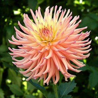 รักเร่ Dahlia สายพันธุ์ Camano Sitka นำเข้าจากเนเธอร์แลน หัวสดใหม่ 1 หัว/ออเดอร์