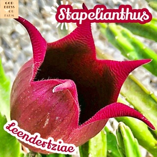 [เก๋งจีนดอกระฆังแดงขนกำมะหยี่] Stapelia Leendertziae ส่งพร้อมกระถาง แคคตัส Cactus Succulent Haworthia ไม้อวบน้ำ