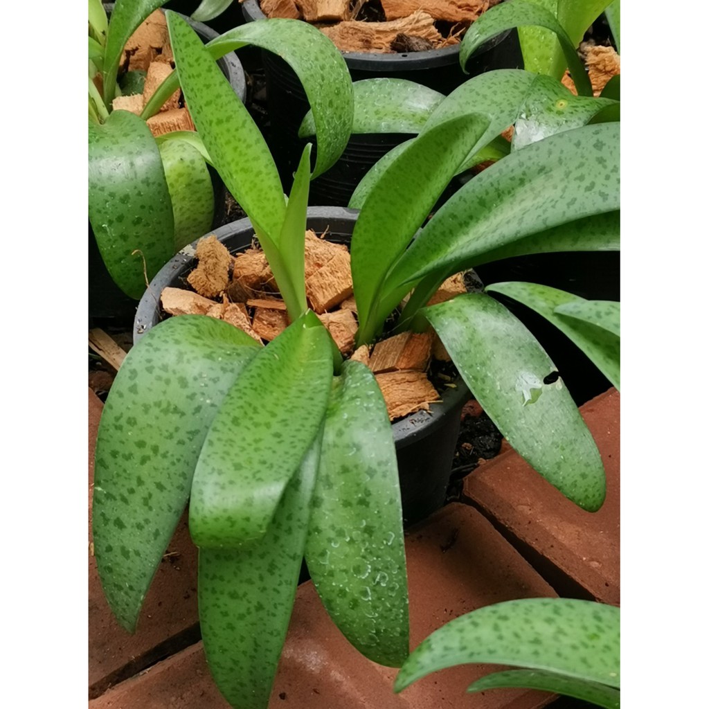 ว่านรวยไม่เลิก ไม้มงคล ปลูกแล้วรวย🌱🌱🌱