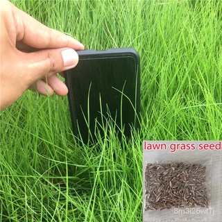 （เมล็ดพันธุ์ ถูก คละ）จุดประเทศไทย 200เมล็ด Perennial Green Grass Seed เมล็ดบอนสี ต้นไม้มงคล ต้นไม้ฟอกอากาศ บอนไซ ต้นไม้