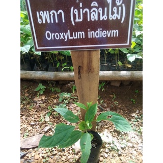 เพกาต้นโตพร้อมลงดินพร้อมส่งต้นละ30