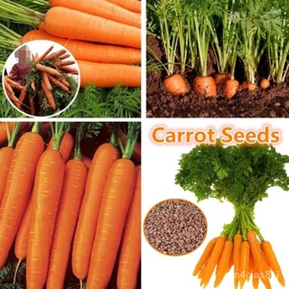 （อัตราการปลูกสูง）Carrot seeds Terrace garden potted seeds Four seasons easy to grow( เมล็ดดอกไม้ พรรณไม้ ต้นไม้  พันธุ์ไ