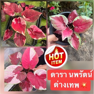 ต้นนี้ ด่างทุกใบ ฟอร์มสวยๆมากๆ ต้นแม่ด่างเทพๆ☘️🚚จัดส่งทั้งกระถาง