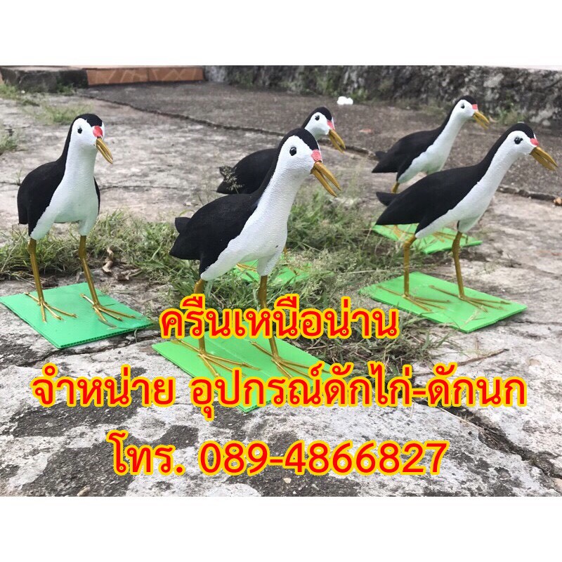 หุ่นนกกวัก (ทรงหางกระดก) หุ่นนกยาง
