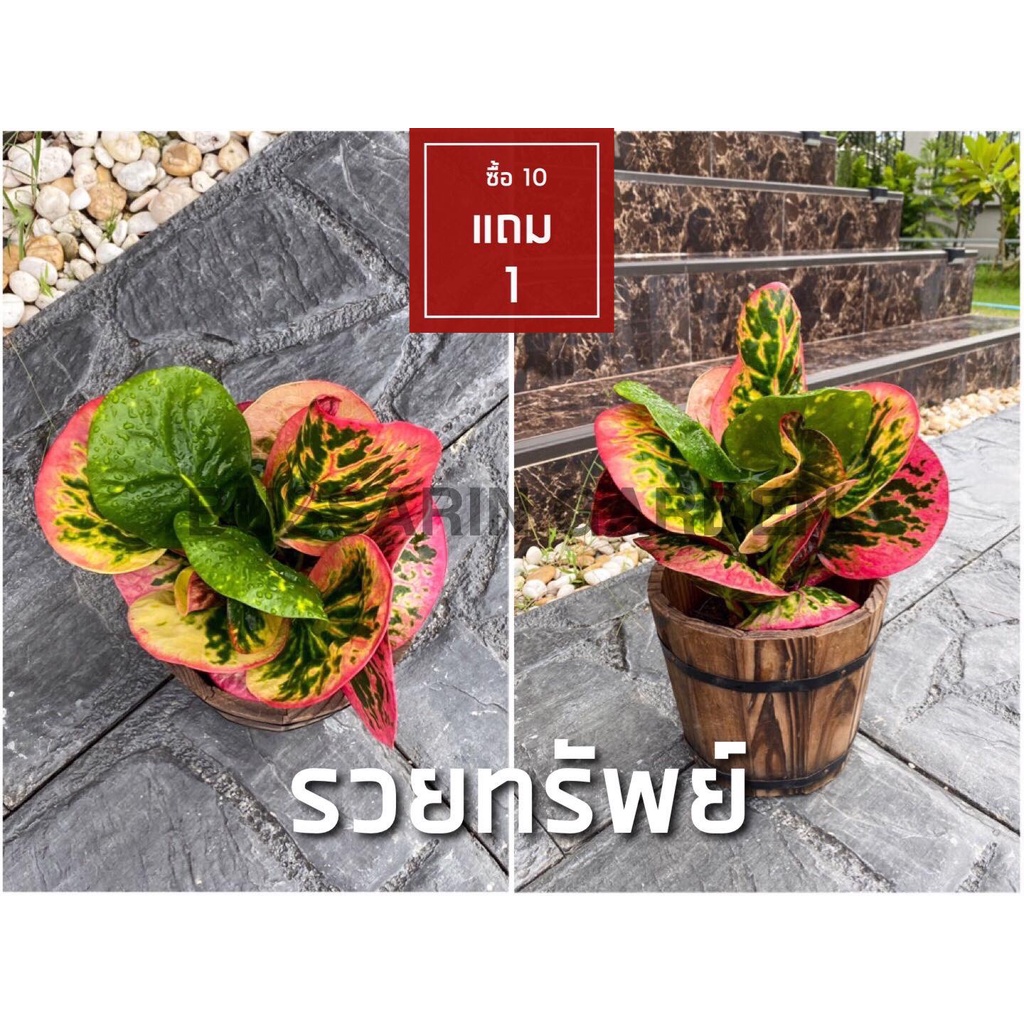 ต้นโกสนพันธุ์ รวยทรัพย์ ไซส์เล็ก กระถาง 5" สูง 15-20 เซนติเมตร ซื้อ 10 แถม 1  (จัดส่งแบบถอดกระถาง+รับประกันสินค้า)