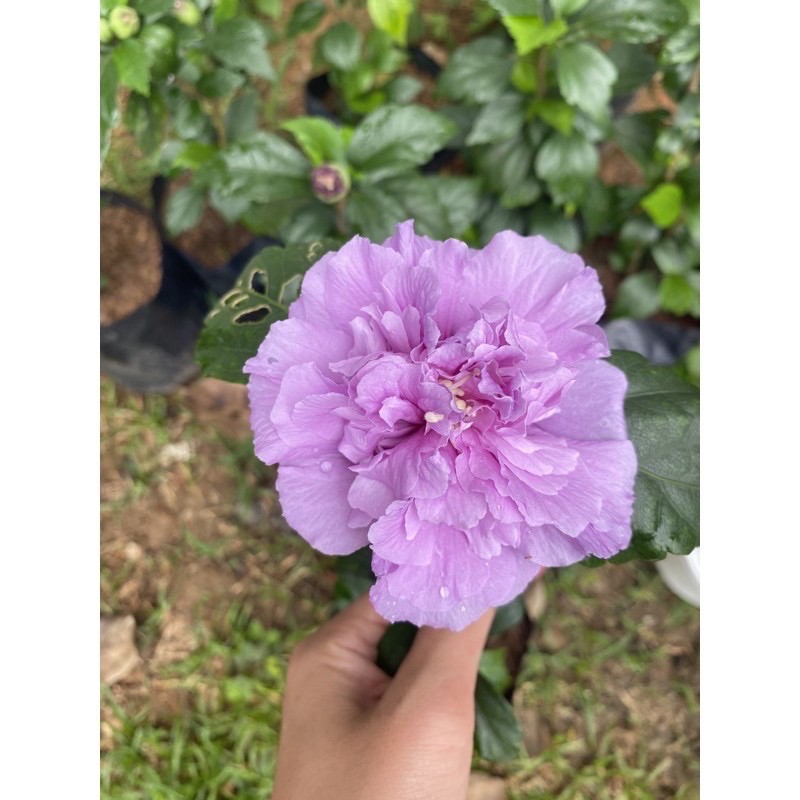 ต้นชบาคาเนชั่น สีม่วง แดง เลี้ยงง่ายโตไวออกดอก ตลอดทั้งปี 🌱 - รูปที่ 4