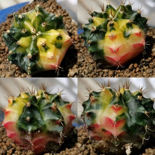 A​51.450 -​ ยิมโนด่าง ไม้เมล็ด Gymnocalycium Cactus แคคตัส กระบองเพชร ไม้อวบน้ำ ราคาถูก​ ยิมโน Gymno ด่าง ไม้ด่าง ต้นไม้