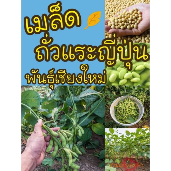 ถั่วแระญี่่ปุ่น เมล็ดถั่วแระญี่ปุ่น 50 เมล็ดพันธุ์ถั่วแระญี่ปุ่น พันธุ์เชียงใหม่