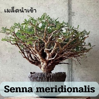 เมล็ดSenna meridionalis ขี้เหล็กโขด เมล็ดนำเข้า #sennameridionalis #ขี้เหล็กโขด #เมล็ด