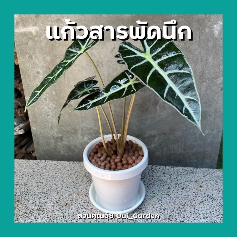 แก้วสารพัดนึก Alocasia ว่านแก้วหน้าม้าตัวเมีย ในกระถางสีขาว6นิ้ว พร้อมจานรอง