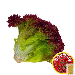 เมล็ดผักสลัดแดง100PCS/Red Coral lettuce seeds MTJV