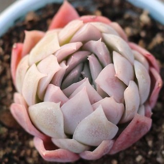 💝Echeveria Senuraula