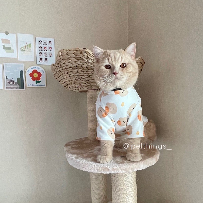 เสื้อหมาแมว ชุดหมาแมว ลานน้องหมีใส่หมวก