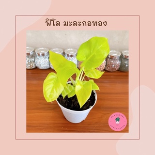 ฟิโลมะละกอทอง - Philodendron Warscewiczii Aurea Flavum  ไม้นำเข้า ไม้สะสม