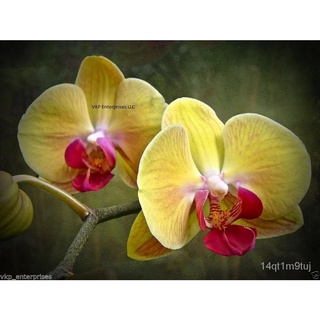 Yellow Phalaenopsis Moth Orchid Flower Seed Home Grown garden decoration plant 20pcs F63男装/香菜/文胸/花园/头饰/seeds/手链/种子/苹果/通心