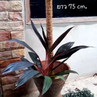 ถูกมาก!!! 🌿เสาไม้เลื้อย/ดามต้นไม้