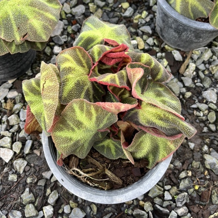 บีโกเนีย กระถาง 5–6 นิ้ว – Begonia