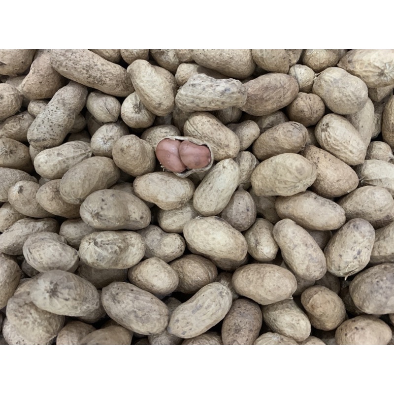 ถั่วคั่วทรายT88STUDIO