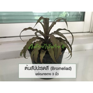 ต้นสัปปะรดสี (Bromeliad) ไม้ประดับ พร้อมกระถาง 3 นิ้ว