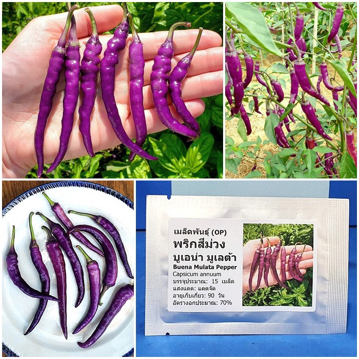 เมล็ดพันธุ์ พริกสีม่วง บูเอน่า มูเลต้า (Buena Mulata Pepper Seed) บรรจุ 15 เมล็ด คุณภาพดี ราคาถูก ของแท้ 100%