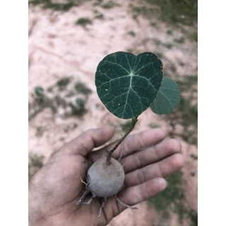 บัวบกโขด ไม้ฟอกอากาศยอดนิยม🎉มีใบทุกต้นคะ🌱