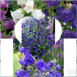 ดอกระฆัง campanula calycanthema 1000 เมล็ด นำเข้าอังกฤษ