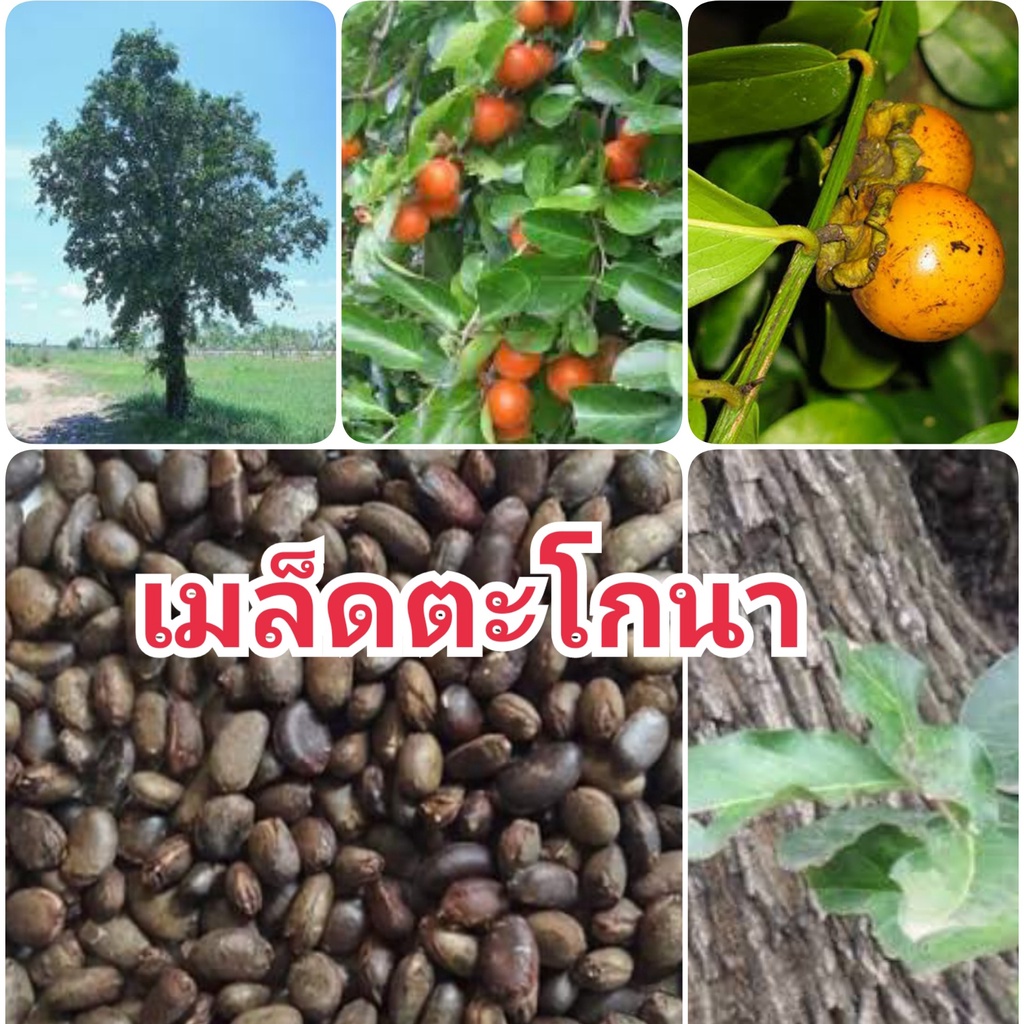 เมล็ดพันธุ์ตะโกนา เมล็ดตะโกนา 50 เมล็ด สำหรับปลูก เมล็ดพันธุ์สูงเมล็ดใหม่