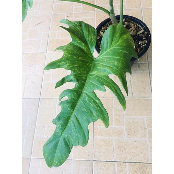 พลูจีบด่างลายเมฆ Philodendron Golden dragon