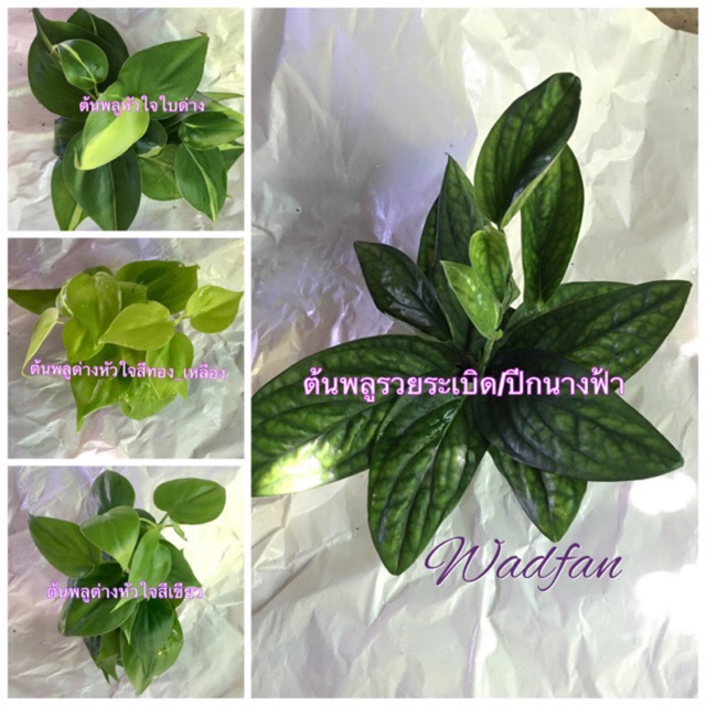 🪴ต้นพลูด่าง_พลูบราซิล/หลายชนิด🪴