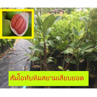 ส้มโอทับทิมสยามแบบเสียบยอดมีรากแก้ว